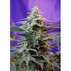 Sweet Special Auto, Фасовка: 3