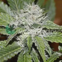 Amnesia Ryder Auto, Фасовка: 3