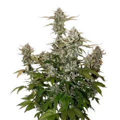 Candy Dawg Auto, Фасовка: 3