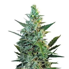 Sweet Skunk Auto, Фасовка: 3+1