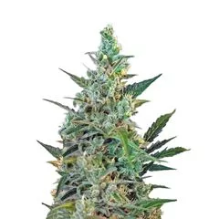 Sweet Skunk Fast Version, Фасовка: 5+2