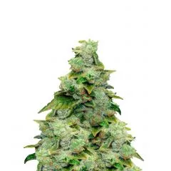 Acid Auto, Фасовка: 1