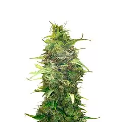 American Pie Auto, Фасовка: 5+2