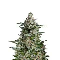 Anesthesia Auto, Фасовка: 3+1