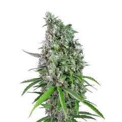Sweet Trainwreck Auto, Фасовка: 3+1