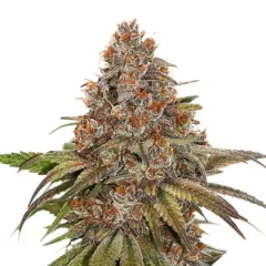 Blackberry Gum Auto, Фасовка: 1