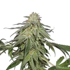 Cookies and Cream Auto, Фасовка: 3