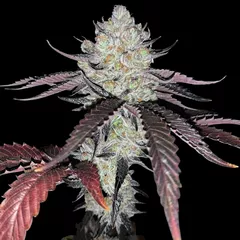 Marshmallow OG, Фасовка: 5