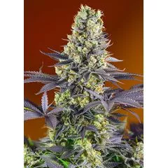 Sweet Zkittlez, Фасовка: 3+1