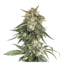 Bcn Critical XXL Fast, Фасовка: 1