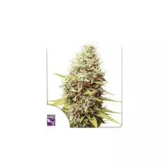 Sour Tangie Dawg Reg, Фасовка: 12