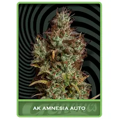 AK Amnesia Auto, Фасовка: 1
