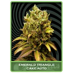 Emerald Triangle Cake Auto, Фасовка: 10
