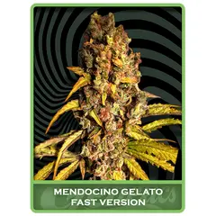 Mendocino Gelato Fast, Фасовка: 1