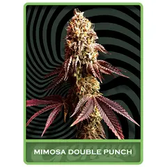 Mimosa Double Punch, Фасовка: 1