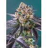Red Strawberry Banana Auto, Фасовка: 3+1