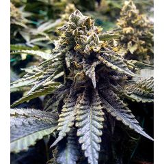 Chocolate Mint OG fem, Фасовка: 3