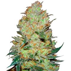 King's Kush, Фасовка: 3