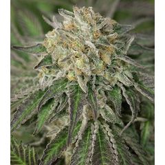 Amherst Sour Diesel fem, Фасовка: 5