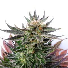 Sativa Dream (LOL), Фасовка: 1