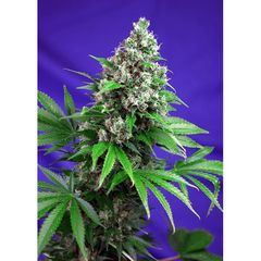 Killer Kush Fast Version, Фасовка: 3+1
