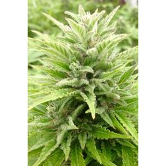 Reggae Spirit Auto, Фасовка: 5