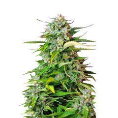 Jack 47 Auto, Фасовка: 5+2