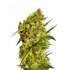 Big Devil #2 Auto, Фасовка: 3+1