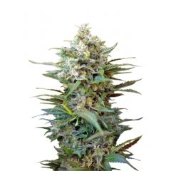 Big Devil XL Auto, Фасовка: 3+1