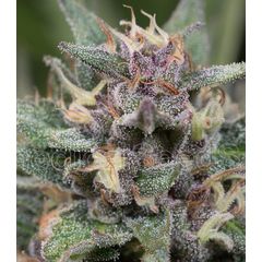 Blue Hell Auto, Фасовка: 5