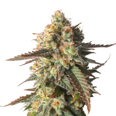 Strawberry Chemdawg OG, Фасовка: 5