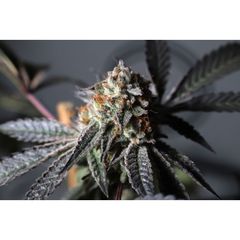 Purple OG Punch, Фасовка: 3