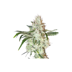Lemon OG, Фасовка: 3