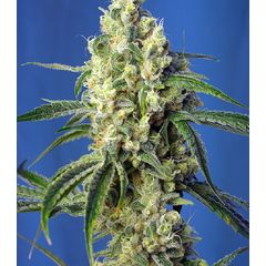 Green Poison CBD, Фасовка: 5+2
