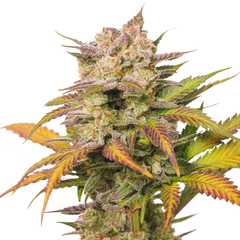 Sweet Bourbon Auto Kush, Фасовка: 3
