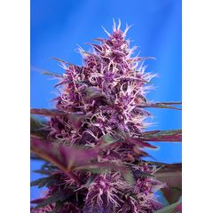 Red Poison Auto, Фасовка: 3+1