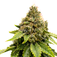 TNT Trichome, Фасовка: 3