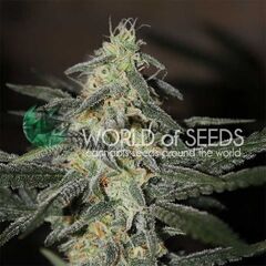 Northern Light x Big Bud Early Version, Фасовка: 7