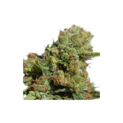 Auto Bruce Lemon Diesel, Фасовка: 5