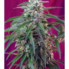 Green Poison Auto, Фасовка: 5+2