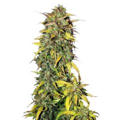 Black Jack Auto, Фасовка: 5+2