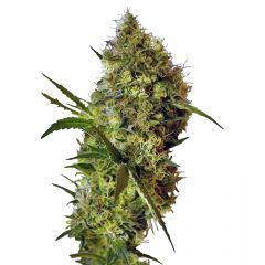 Big Devil Auto, Фасовка: 5+2