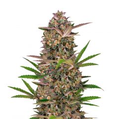 Bruce Banner Auto, Фасовка: 3+1