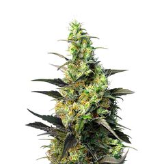 Ice Cool CBD, Фасовка: 5+2