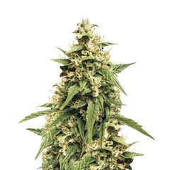 Jack 47 XL Auto, Фасовка: 5+2