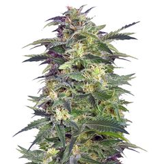 Killer Kush Auto, Фасовка: 3+1