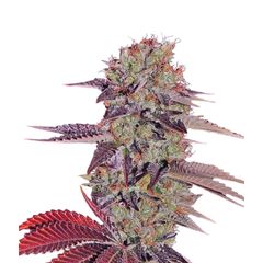 King’s Kush Auto, Фасовка: 3