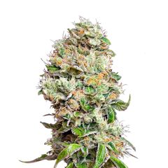 King’s Kush Auto CBD, Фасовка: 3