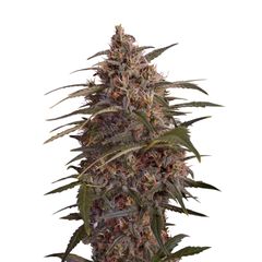 Moby Dick, Фасовка: 3