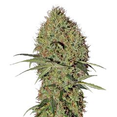 Super Bud Auto, Фасовка: 3
